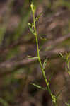 San Antonio false foxglove